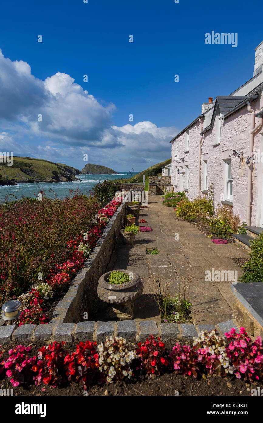 Maisons de vacances à abercastle rose. Banque D'Images