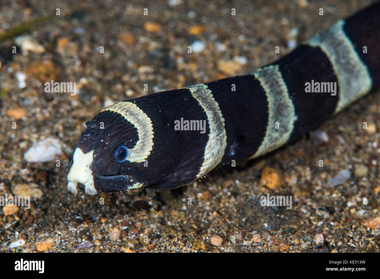Serpent de mer bagué, Anilao, Philippines. Banque D'Images
