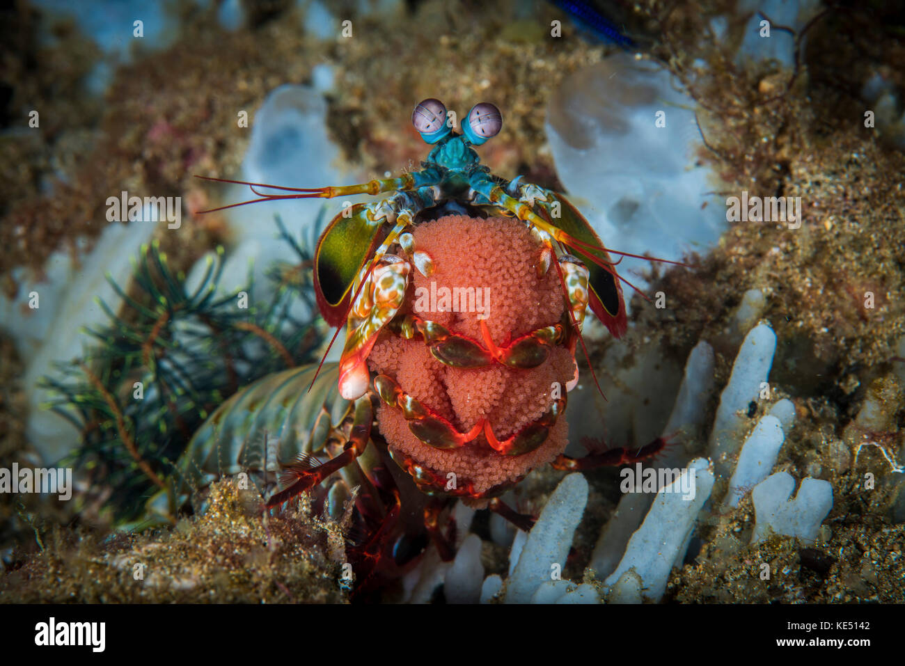 Une crevette mantis paon portant son ruban d'oeufs, Anilao, Philippines. Banque D'Images