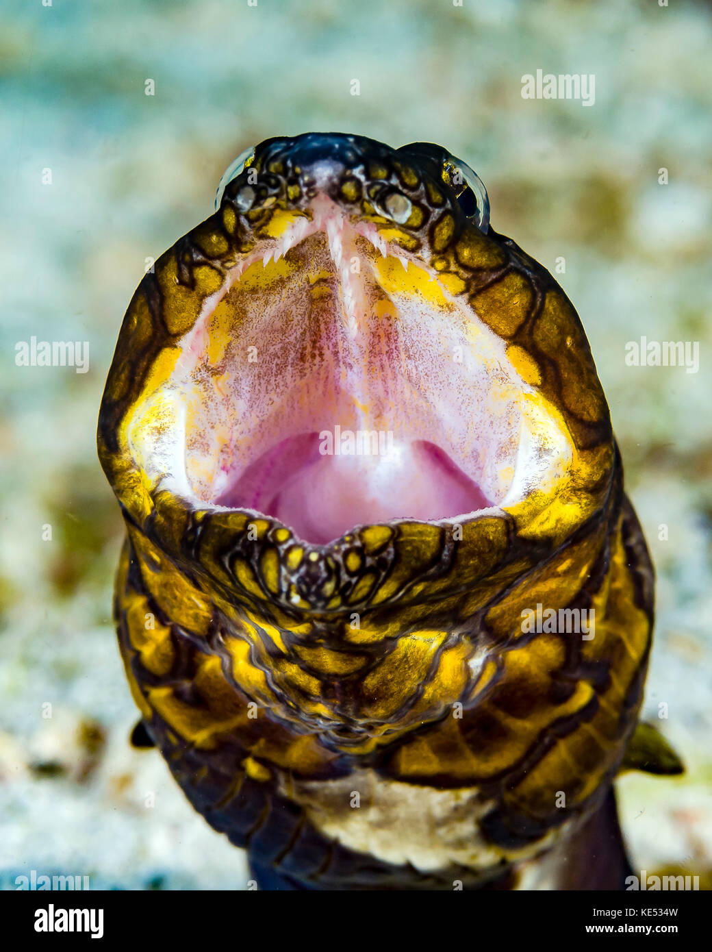 Le bâillement, anguille serpent napoléon mer Bohol, Philippines. Banque D'Images