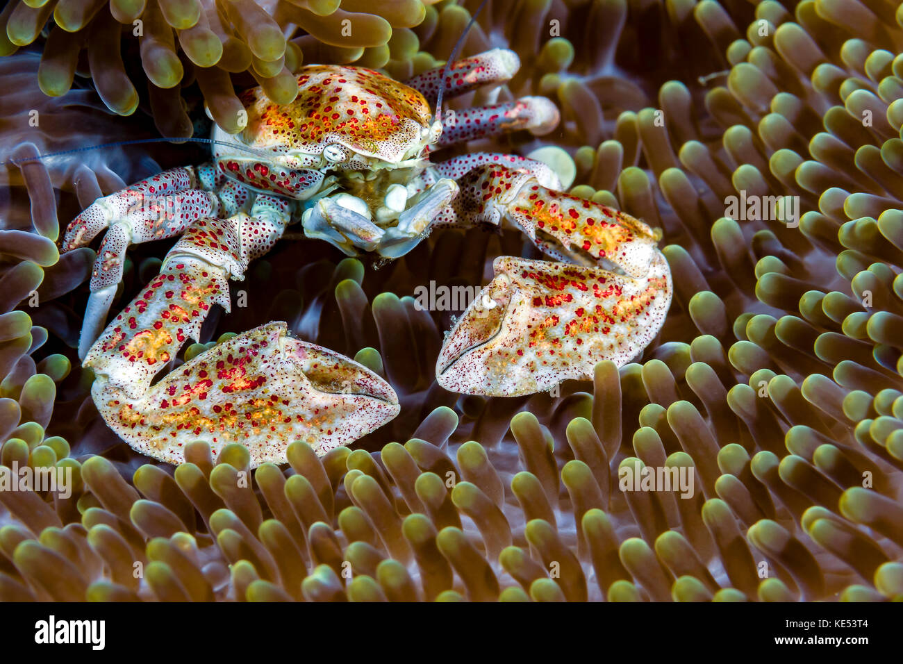Crabe porcelaine maculée, New Ireland, Papouasie Nouvelle Guinée. Banque D'Images
