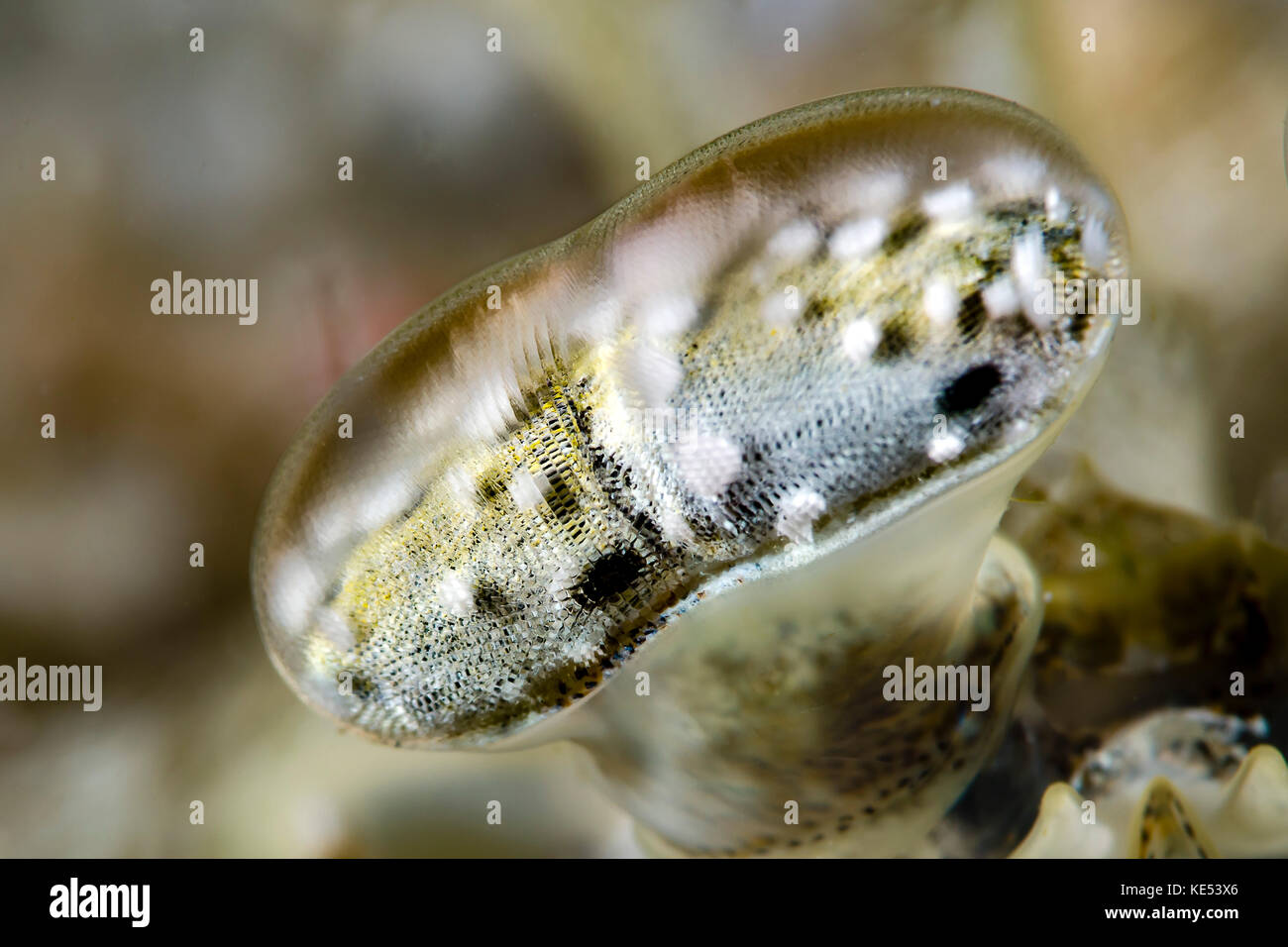 De l'œil sur une crevette mantis, New Ireland, Papouasie Nouvelle Guinée. Banque D'Images