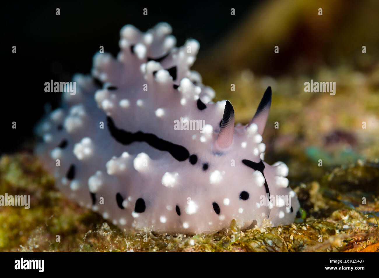 Phyllidiopsis pipek's nudibranch, New Ireland, Papouasie Nouvelle Guinée. Banque D'Images