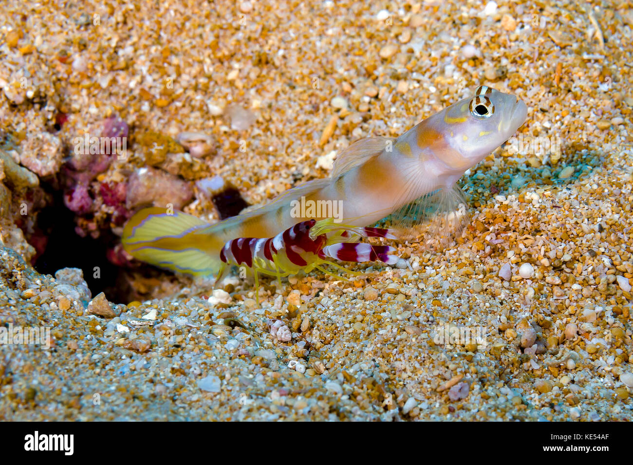 Crevettes flagtail avec un gobie Randall's crevettes, la Papouasie-Nouvelle-Guinée. Banque D'Images