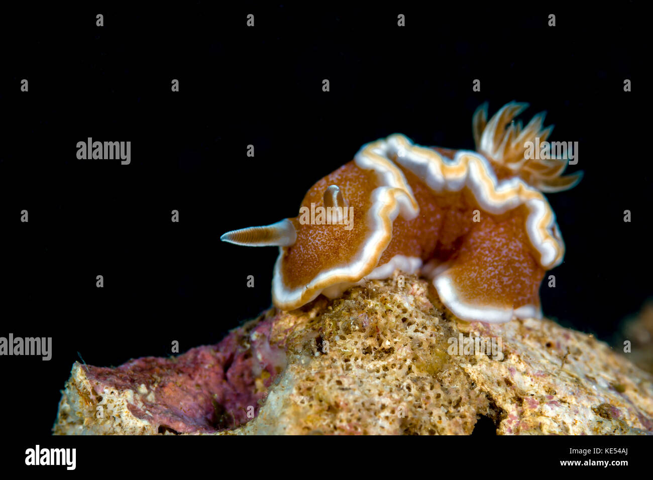 Brown-marge glossodoris nudibranch, New Ireland, Papouasie Nouvelle Guinée. Banque D'Images