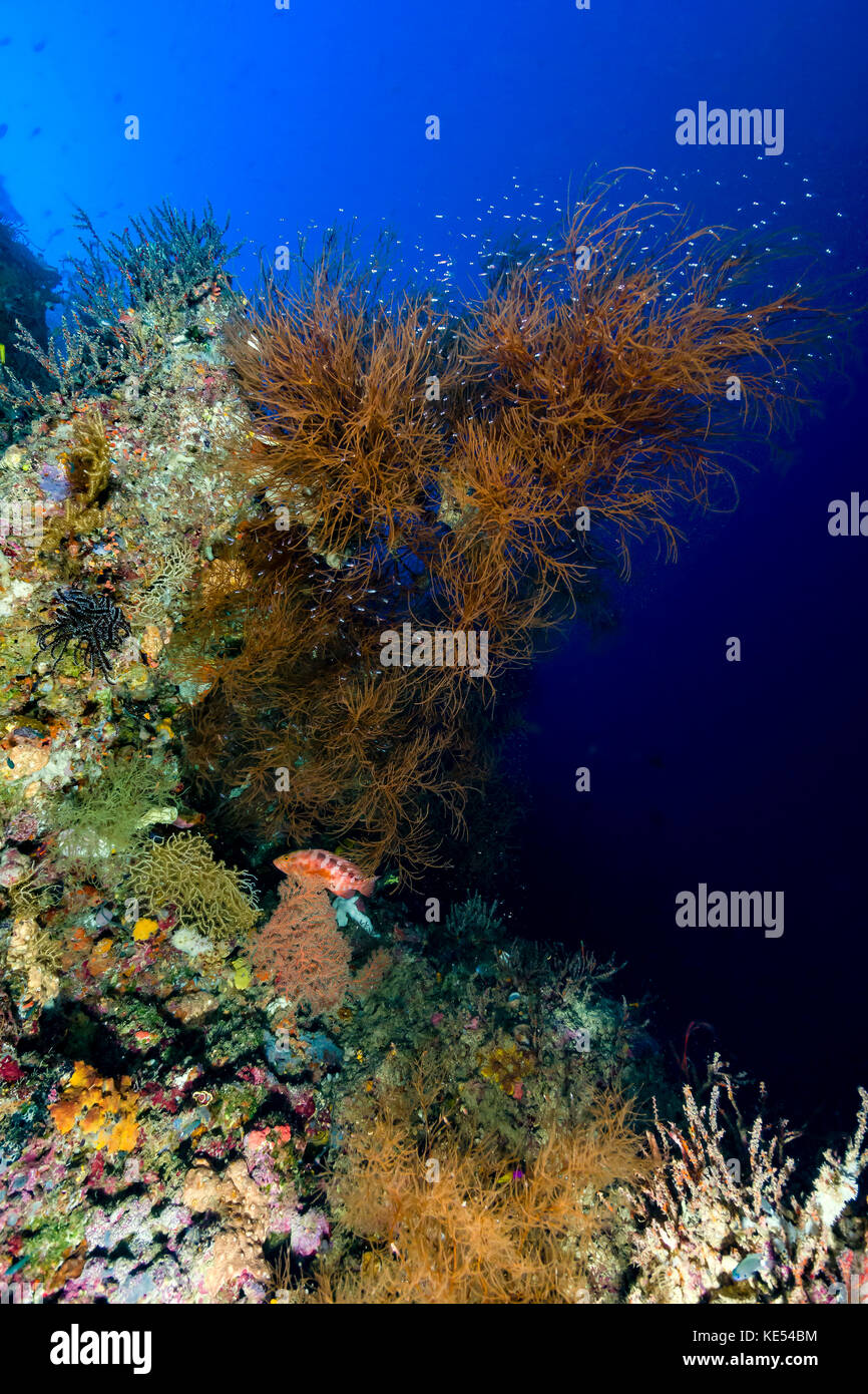 Reef scène, New Ireland, Papouasie Nouvelle Guinée. Banque D'Images