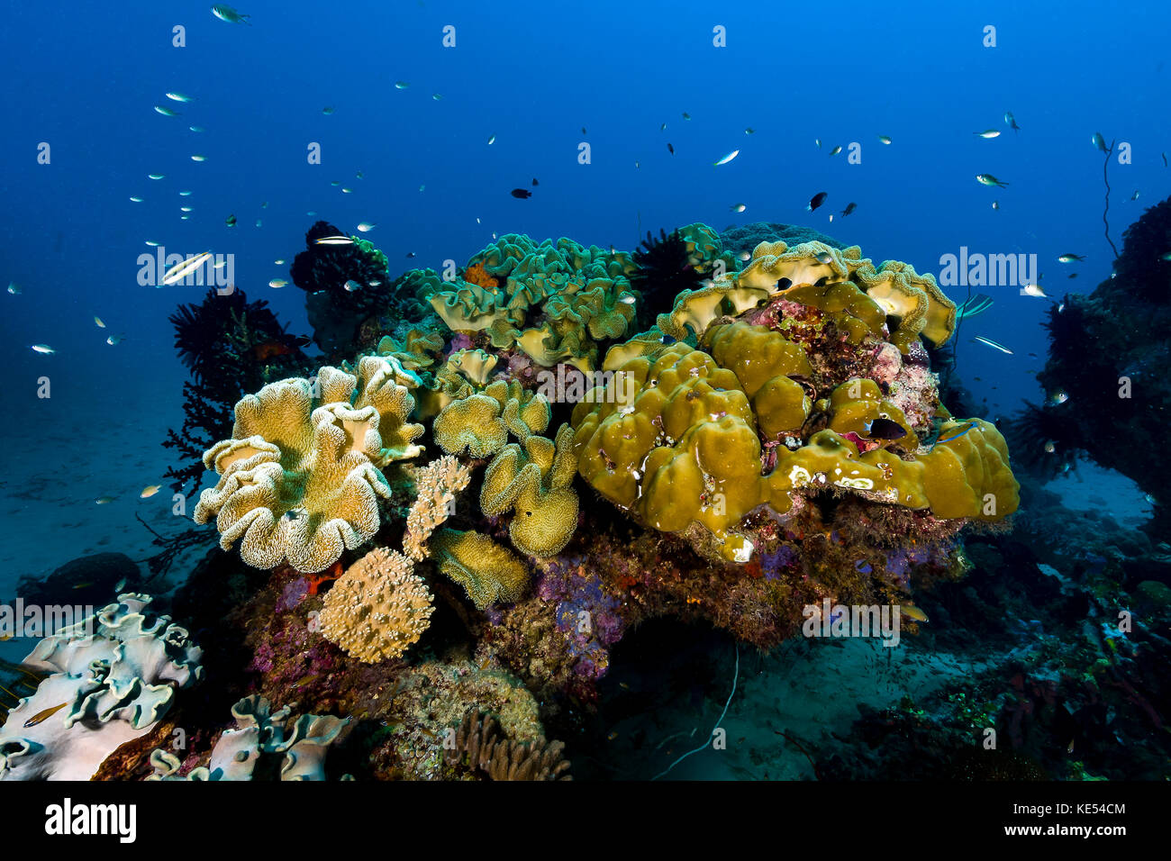 Reefscape en Nouvelle Irlande, la Papouasie-Nouvelle-Guinée. Banque D'Images