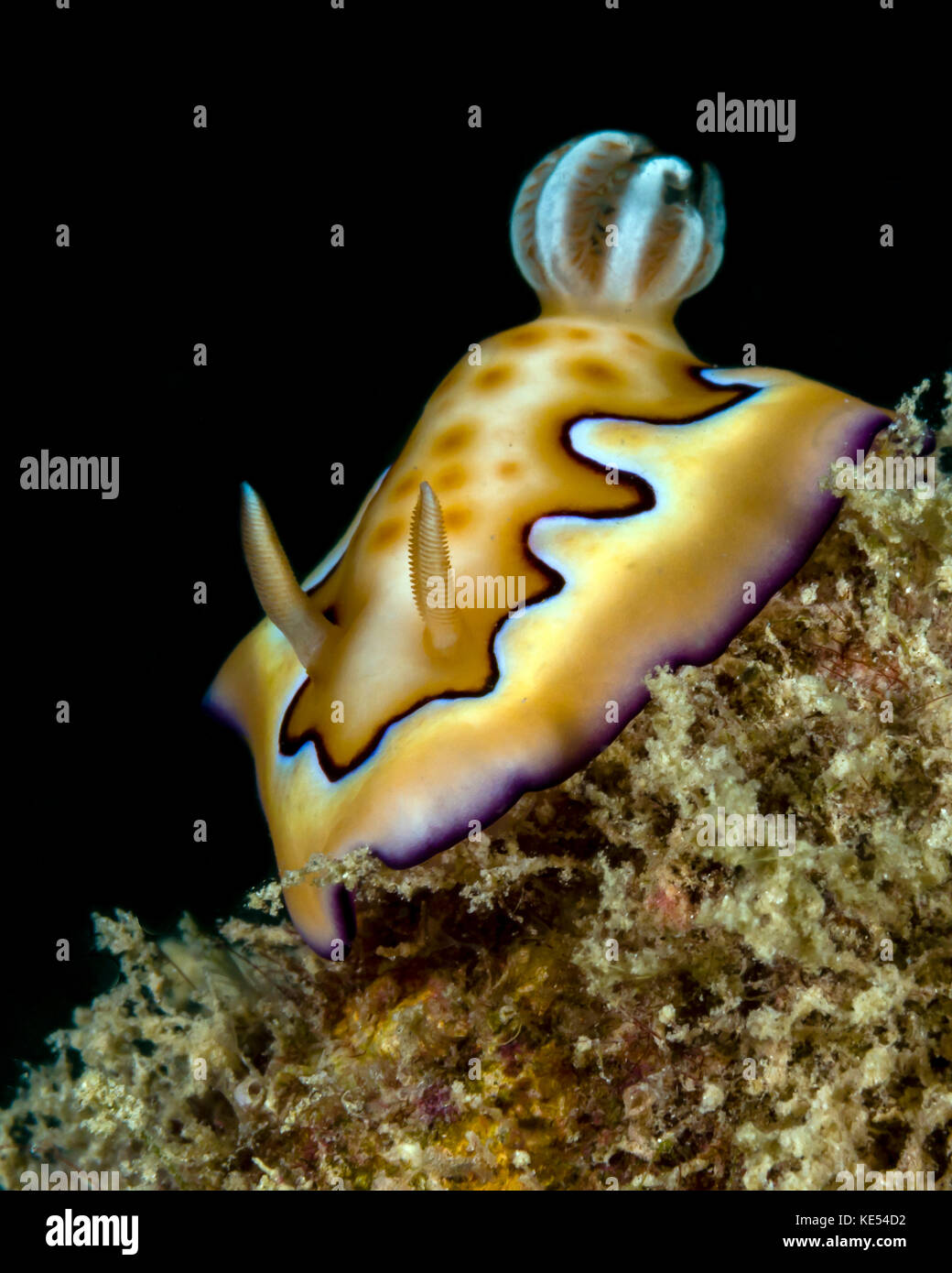 Goniobranchus co's nudibranch, New Ireland, Papouasie Nouvelle Guinée. Banque D'Images