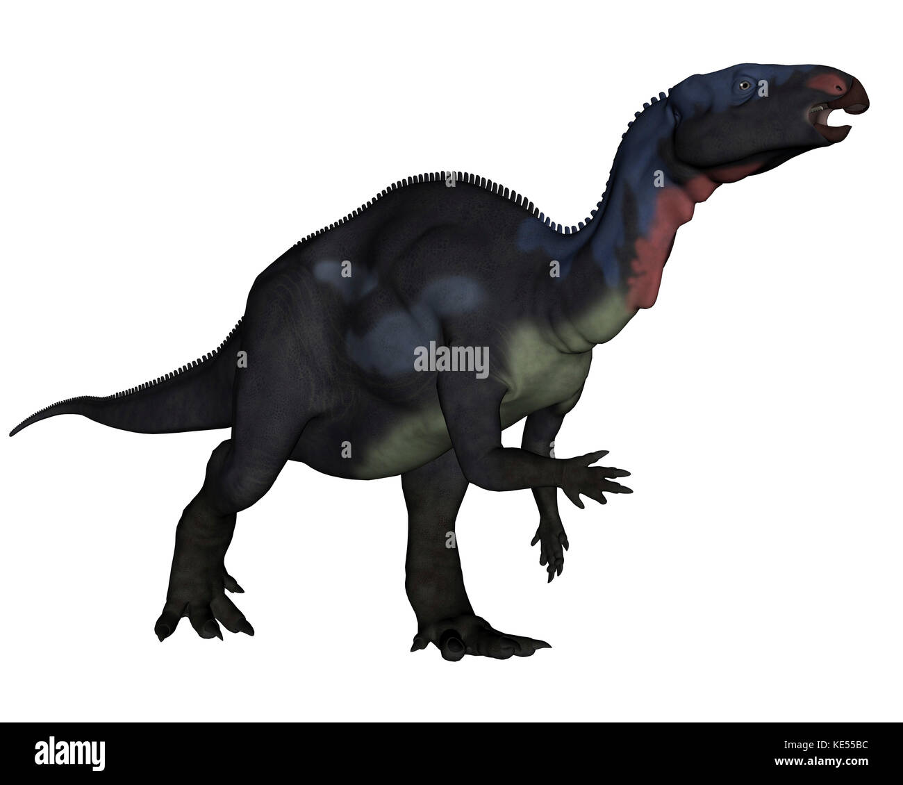 Dinosaure de Camptosaurus sur fond blanc. Banque D'Images