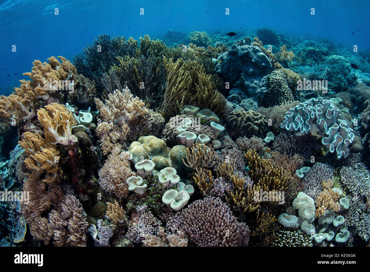 Un beau récif corallien sain et se développe dans le parc national de Komodo, en Indonésie. Banque D'Images