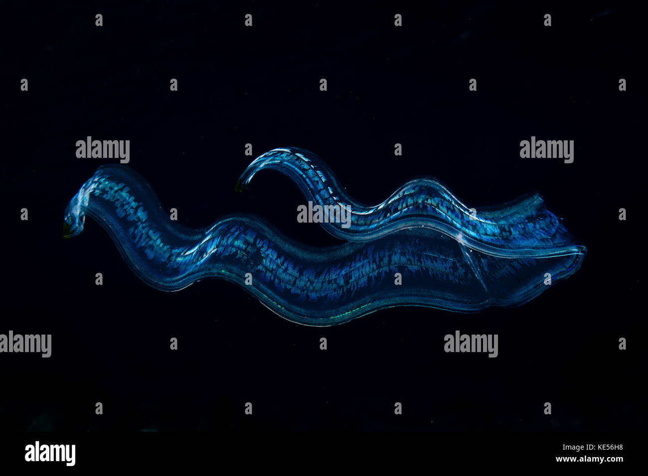 Une ceinture de vénus irridescent dérives dans dark water, le parc national  de Komodo Photo Stock - Alamy