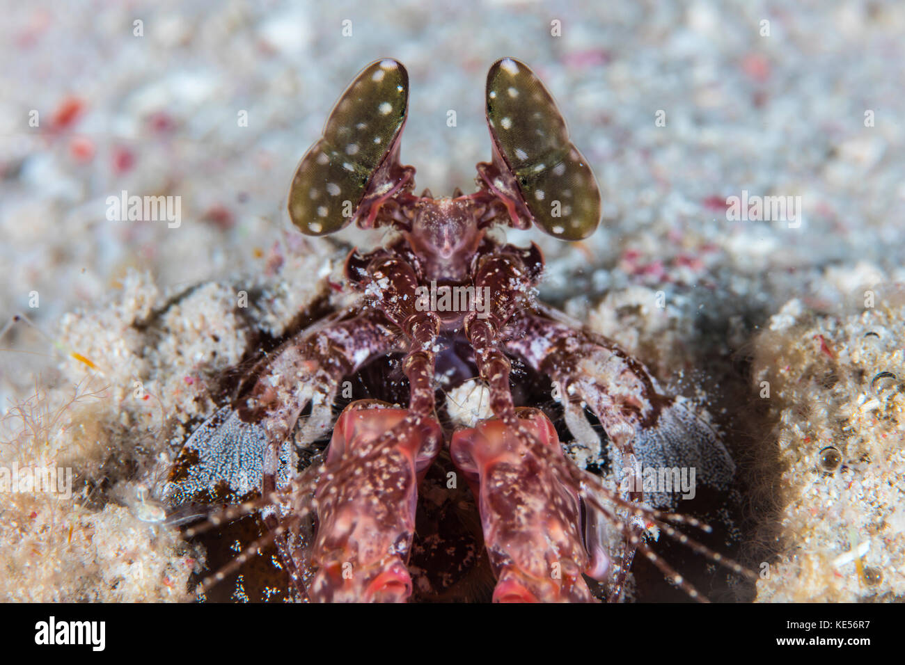 Une grande crevette mantis dans les petites îles de la sonde de l'Indonésie. Banque D'Images