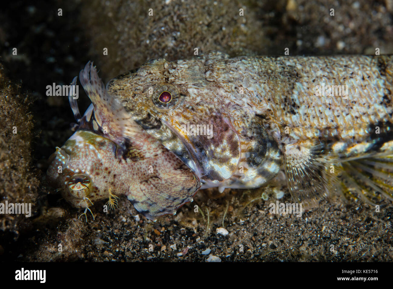 Un lizardfish se nourrit d'un grand sur le fond marin. blennies Banque D'Images