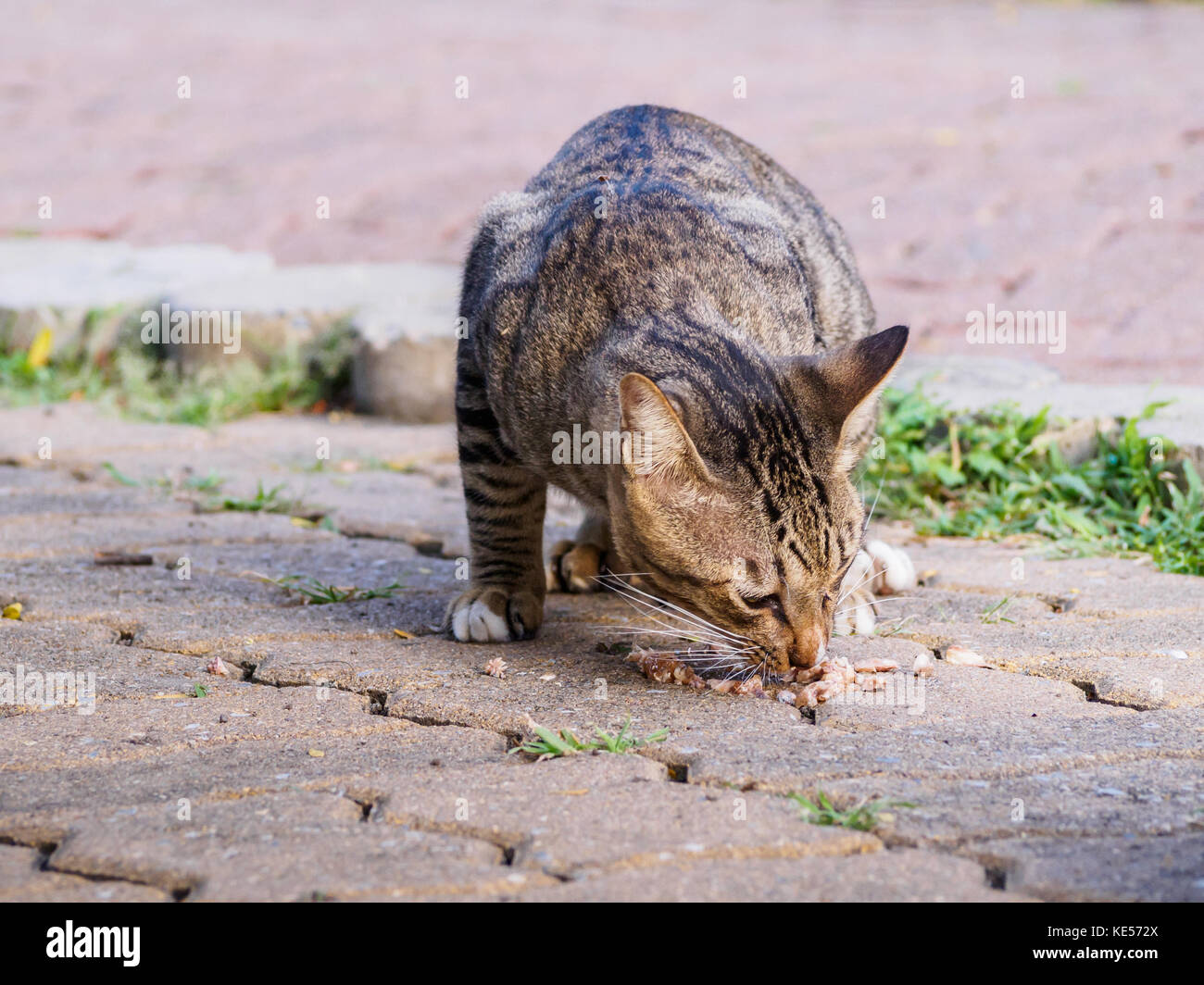 Stray Cat manger des aliments Banque D'Images