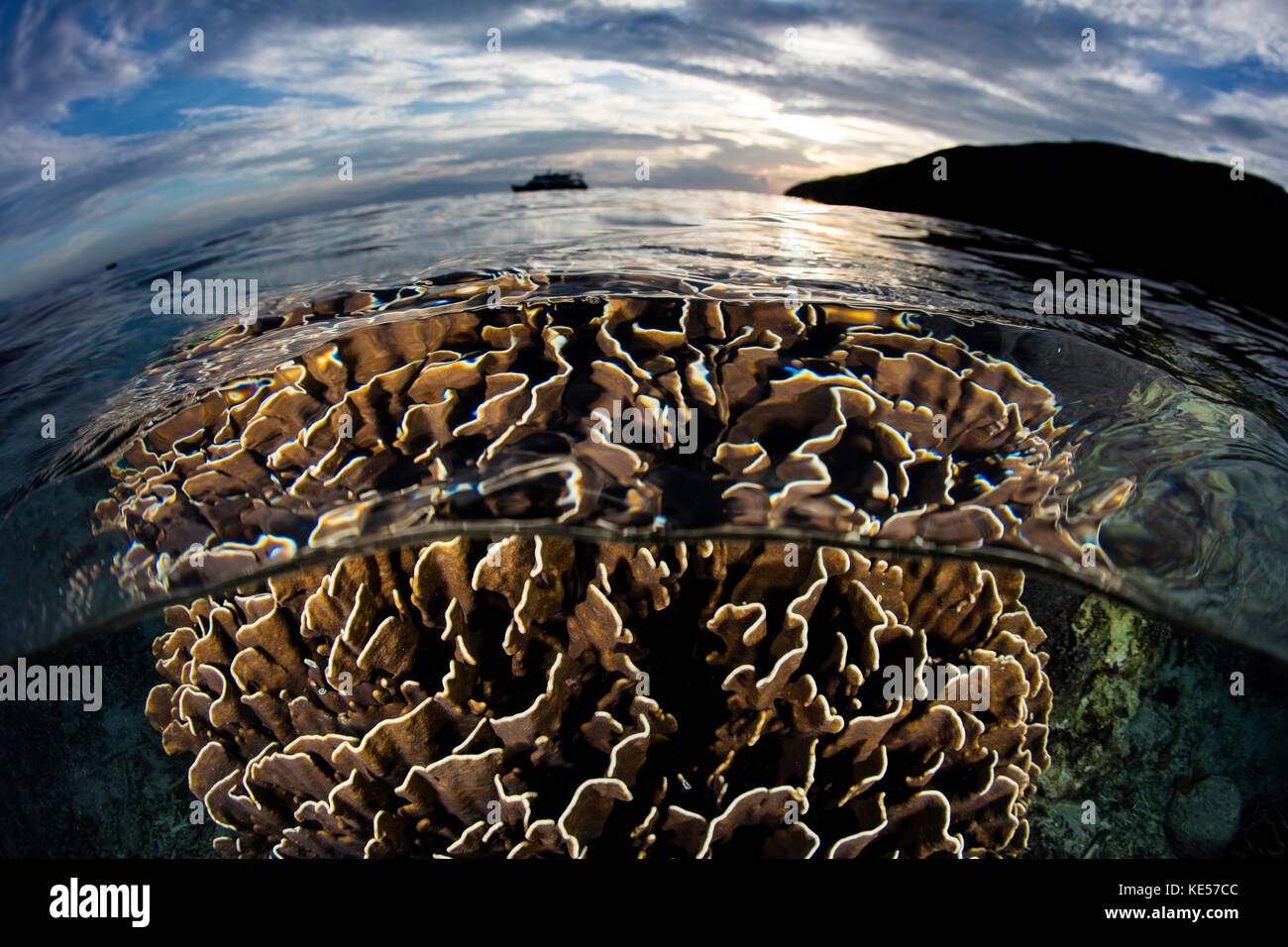 Une belle colonie de corail se développe dans le parc national de Komodo, en Indonésie. Banque D'Images