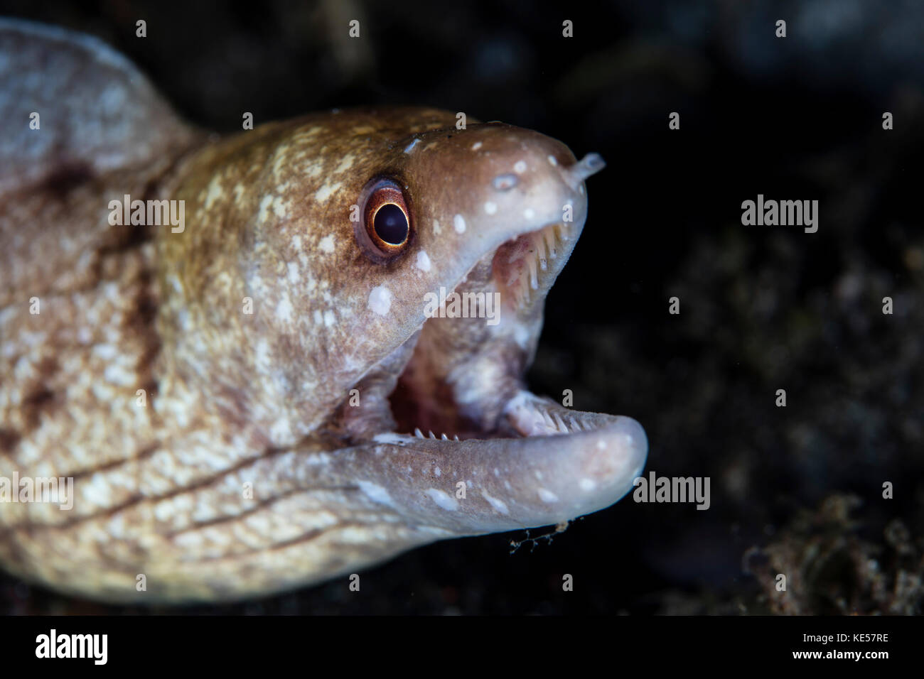 Une moraie non identifiée dans le parc national de Komodo, Indonésie. Banque D'Images Une moraie non identifiée dans le parc national de Komodo, Indonésie. Banque D'Images