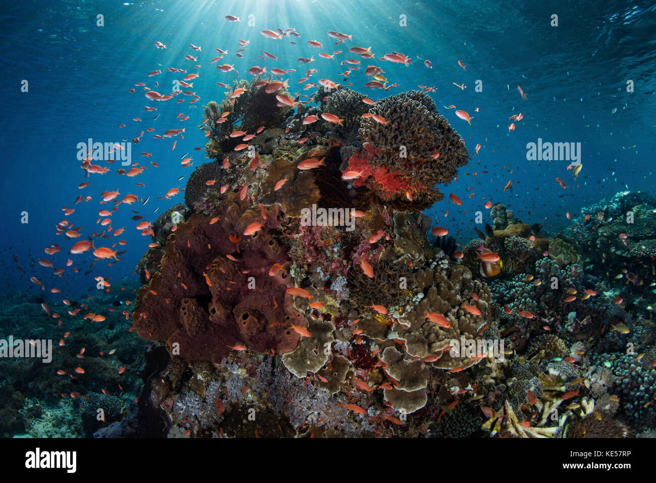 Au-dessus d'une piscine de poissons de récif de coraux dans les petites îles de la sonde. Banque D'Images