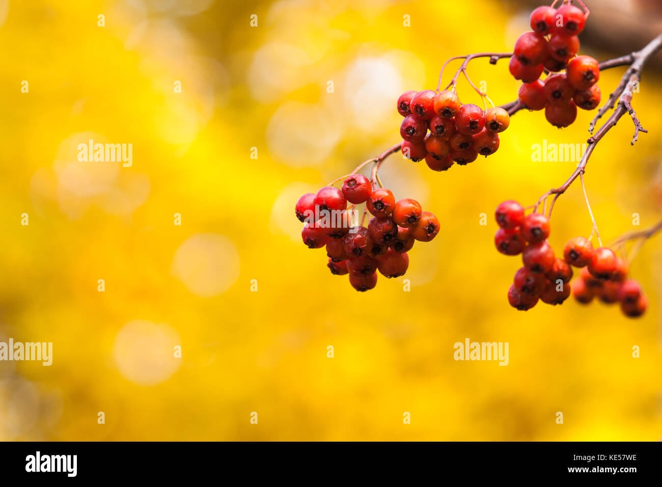 Quatre clusters ou grappes de baies d'aubépine rouge sur une branche d'un feuillage jaune contre Bush en automne doré saison. avis positif, couleurs chaudes, Banque D'Images