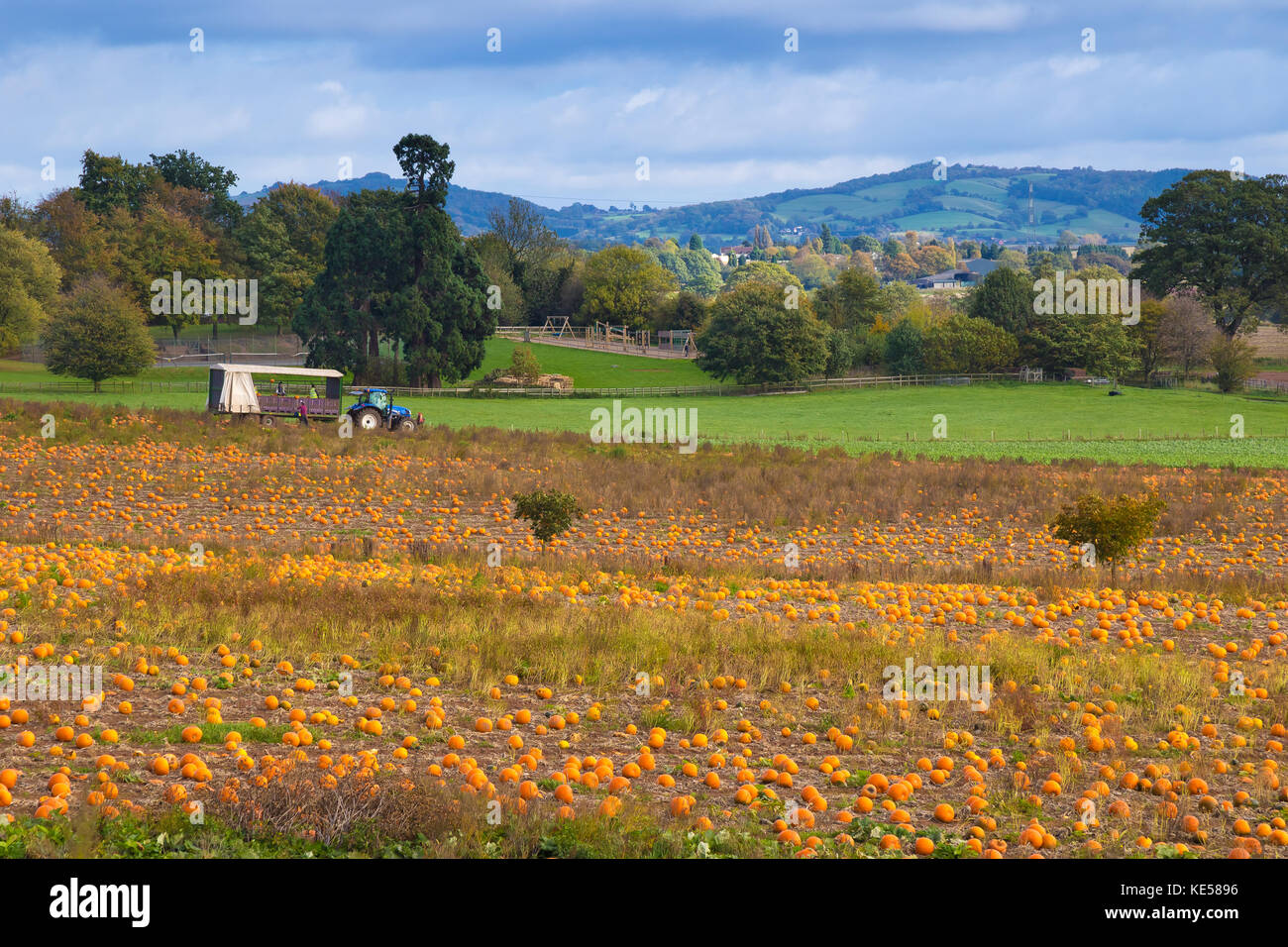 Scène paysage montrant les citrouilles d'être récoltés dans les champs de Worcestershire, prêt pour l'Halloween. Les agriculteurs à faire le maximum de soleil et ciel bleu. Banque D'Images