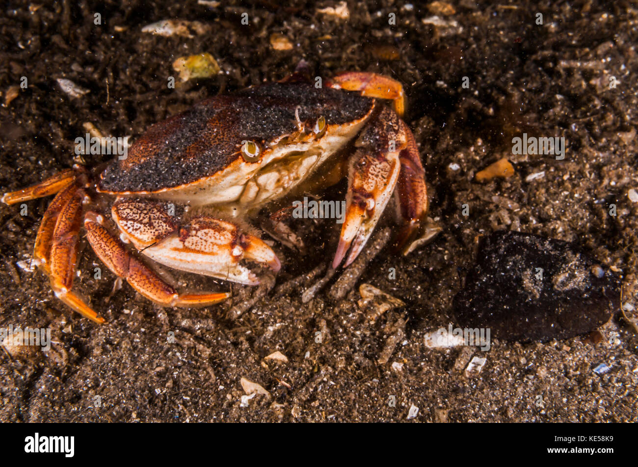 Crabe de l'Atlantique, Maine. Banque D'Images