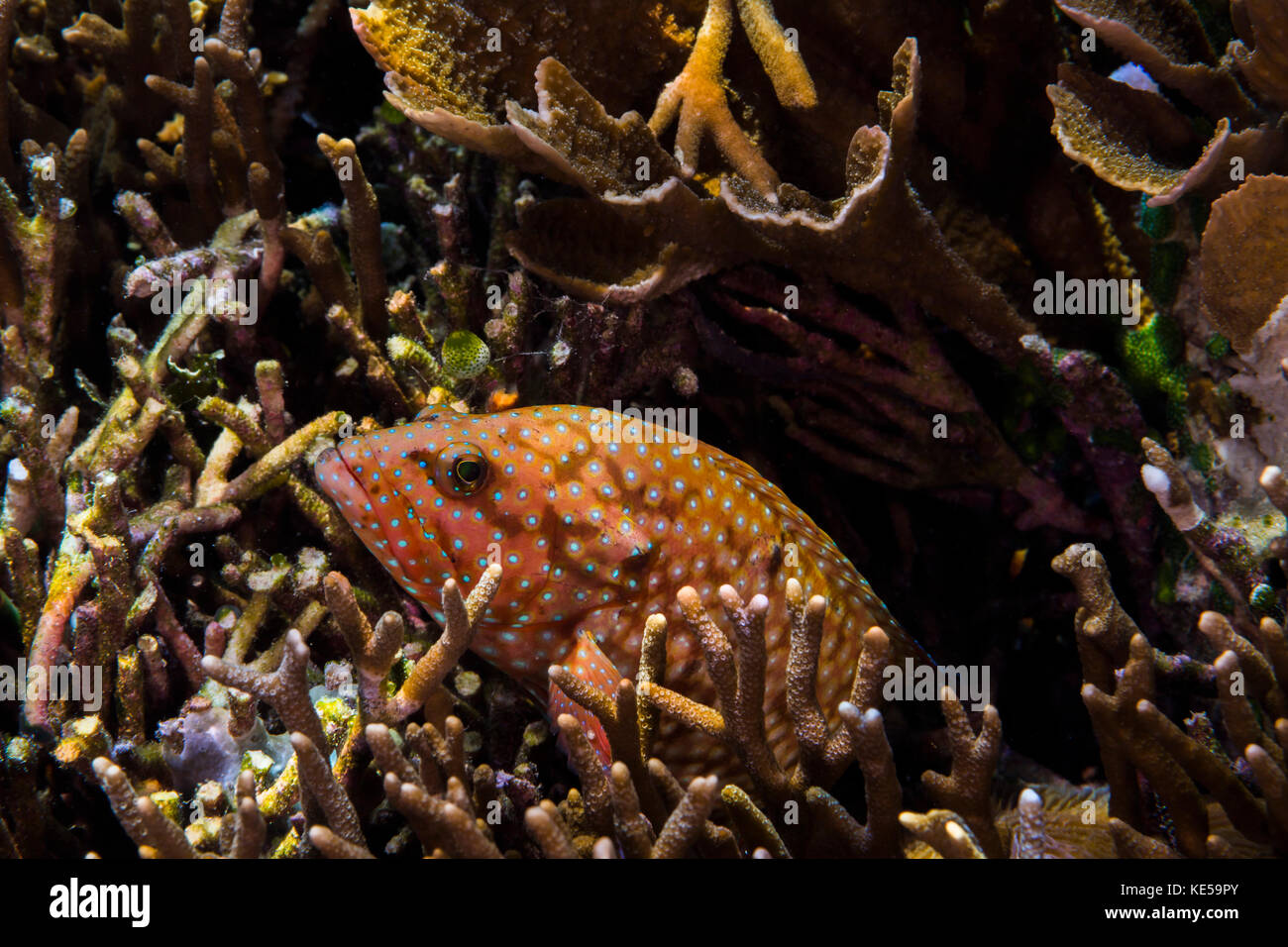 Mérou bluespotté dans le récif de Raja Ampat, Indonésie. Banque D'Images