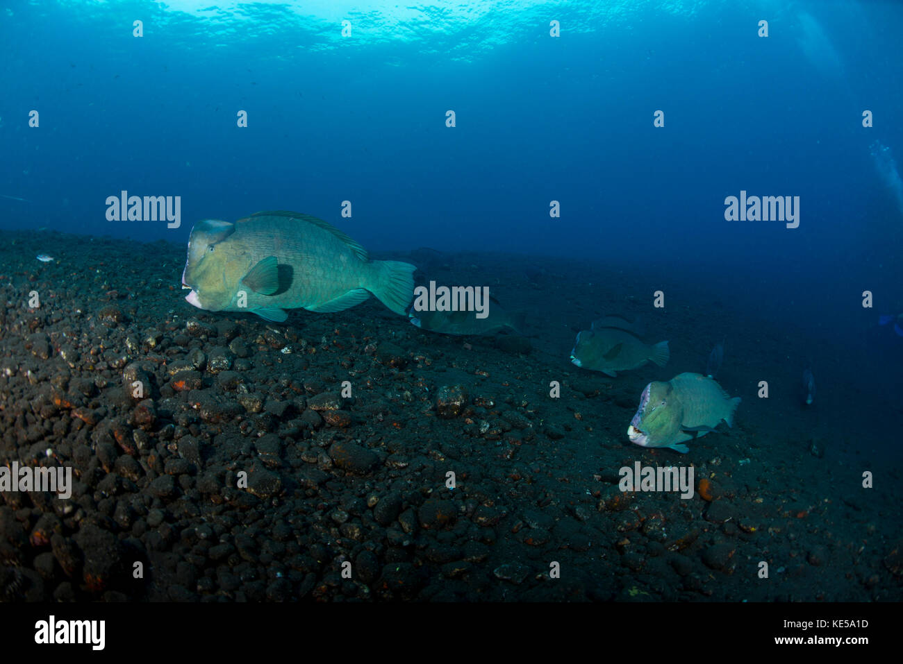 Plusieurs bumphead perroquet de natation sur black sand près de la liberty wreck en Indonésie. Banque D'Images