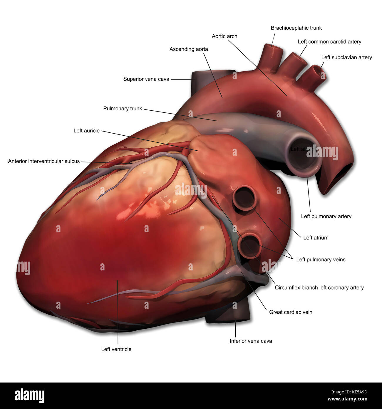 Vue latérale du coeur humain d'anatomie. Banque D'Images