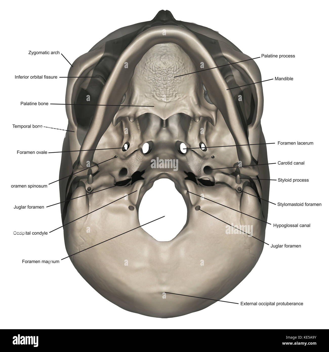 Vue inférieure de l'anatomie du crâne humain avec annotations. Banque D'Images
