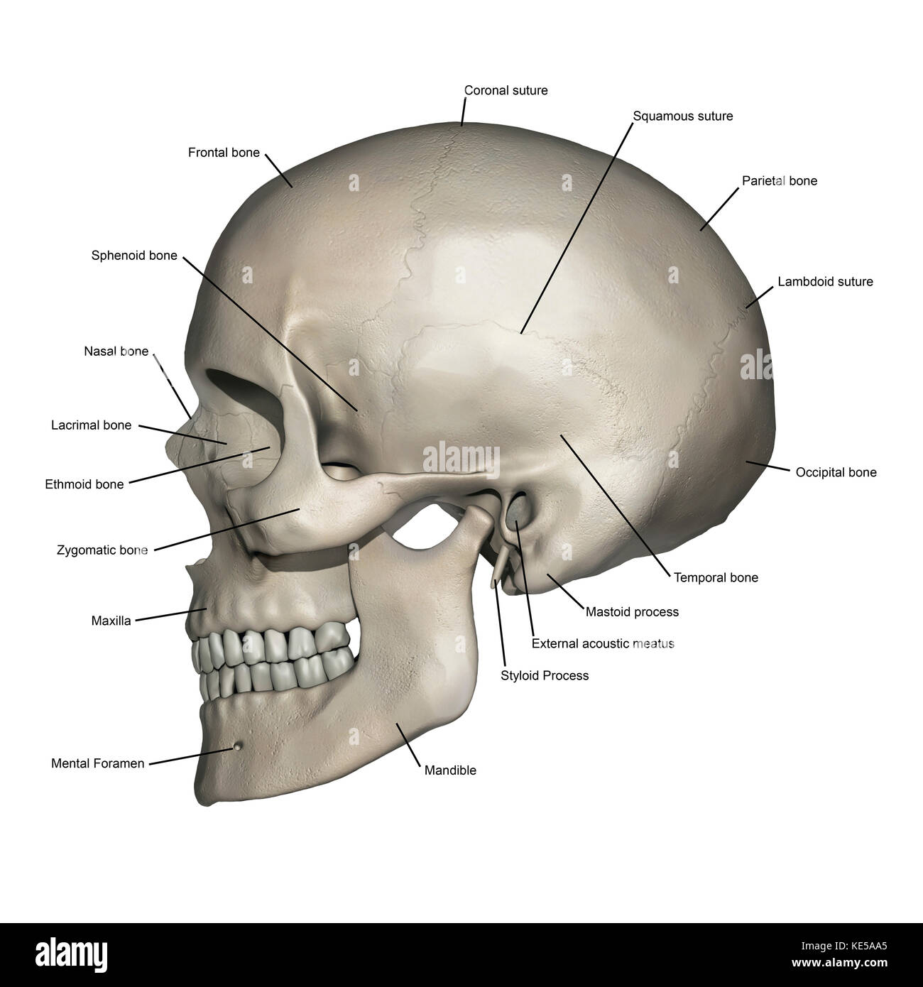 Vue latérale de l'anatomie du crâne humain avec annotations. Banque D'Images