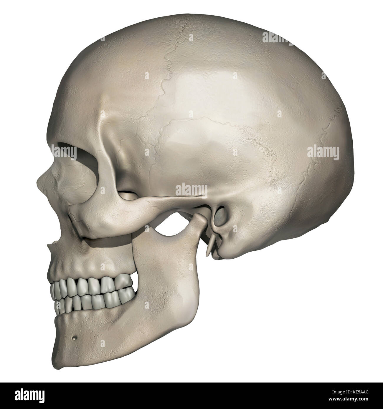 Vue latérale de l'anatomie crânienne humaine. Banque D'Images