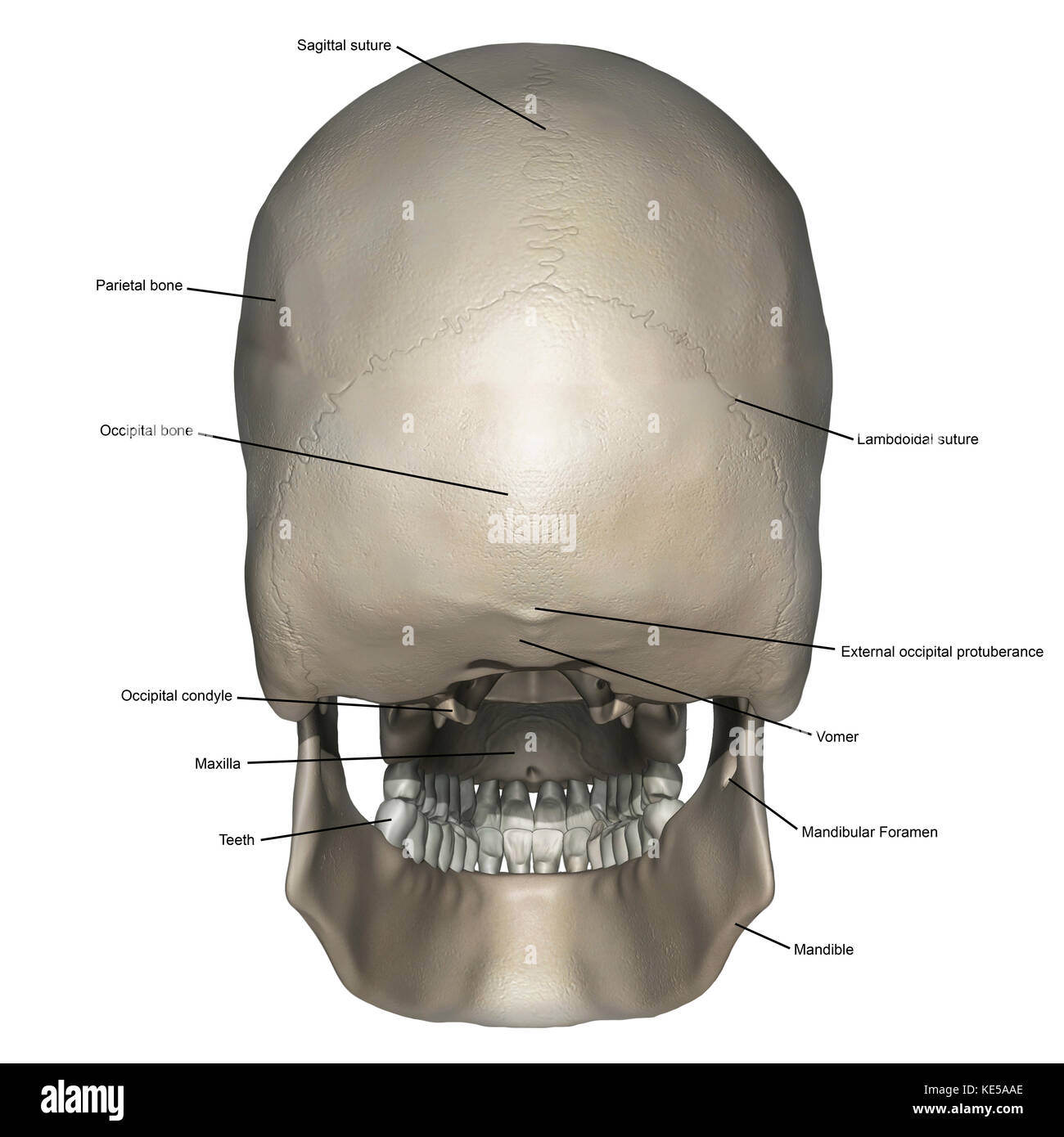 Vue postérieure de l'anatomie du crâne humain avec annotations. Banque D'Images