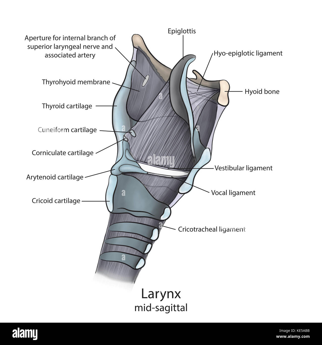 Anatomie du larynx médio-sagittal avec annotations. Banque D'Images