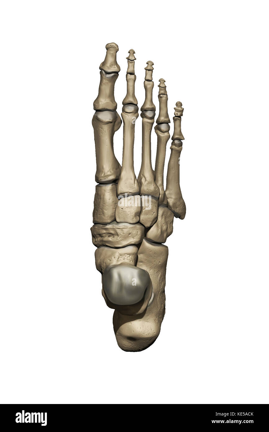 Modèle 3D du pied représentant les structures osseuses dorsales. Banque D'Images Modèle 3D du pied représentant les structures osseuses dorsales. Banque D'Images
