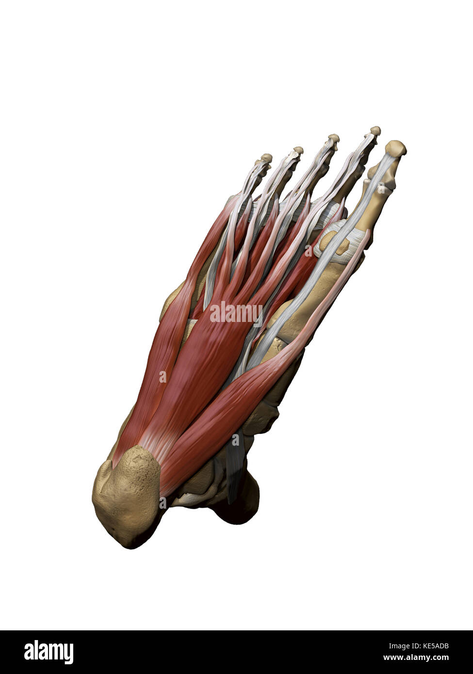 Modèle 3d du pied représentant les muscles superficiels plantaire et ...