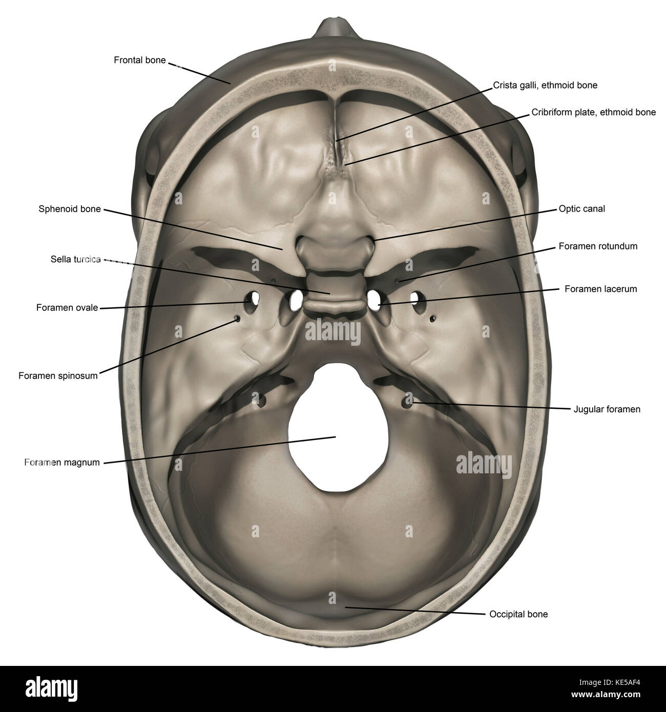 Vue supérieure de l'anatomie du crâne humain avec annotations. Banque D'Images