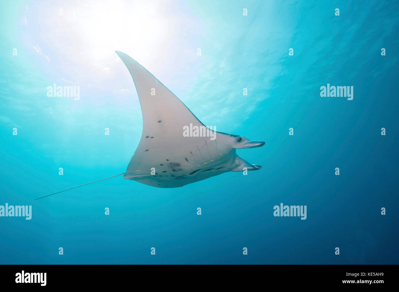 Manta Ray, Yap, Micronésie. Banque D'Images