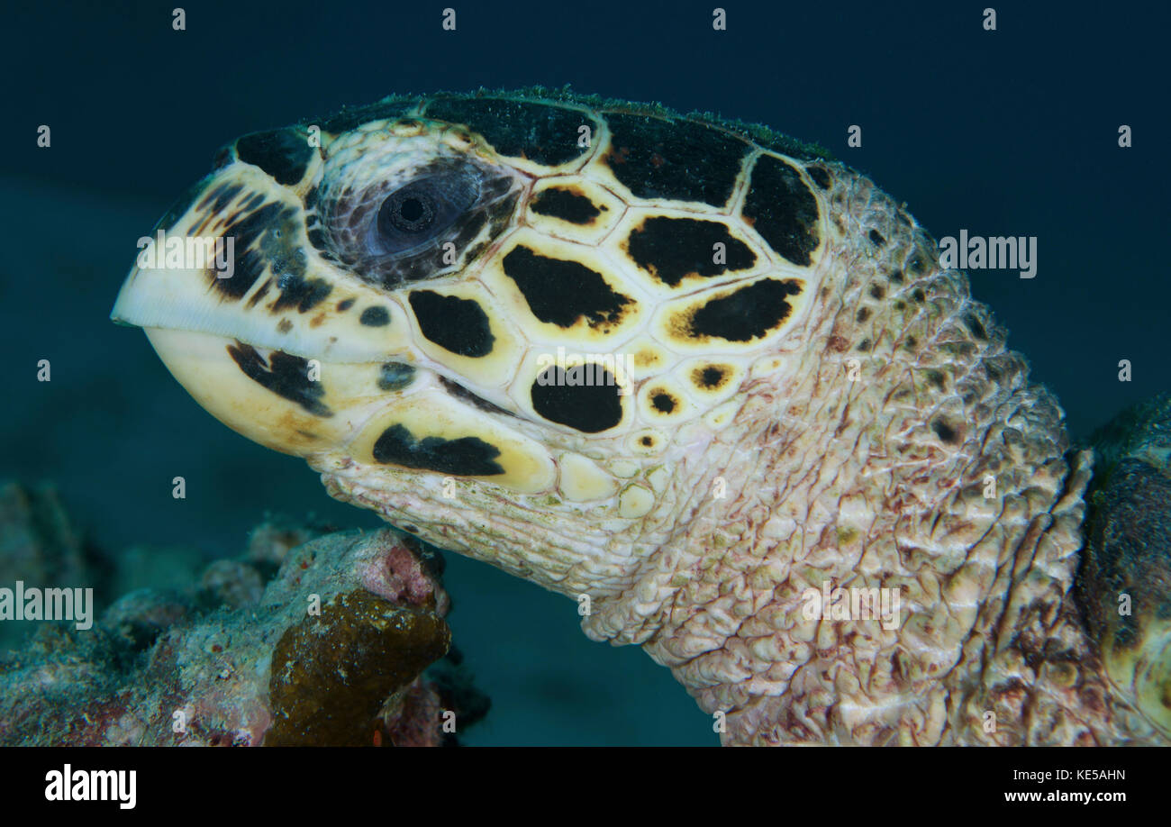 Portrait de la tortue, Yap, Micronésie. Banque D'Images