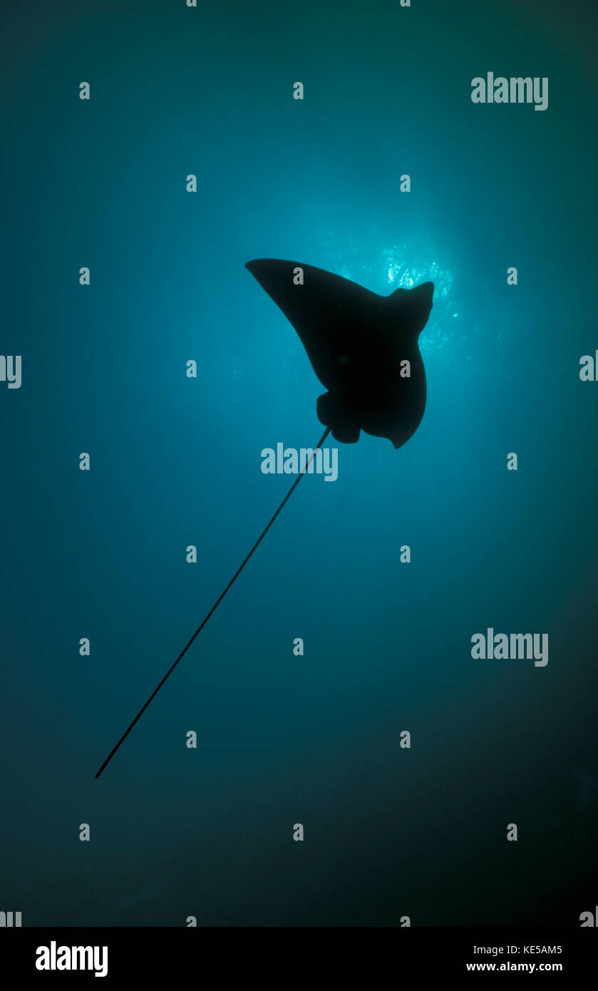 Raie aigle tachetée silhouette contre le soleil, Maldives. Banque D'Images