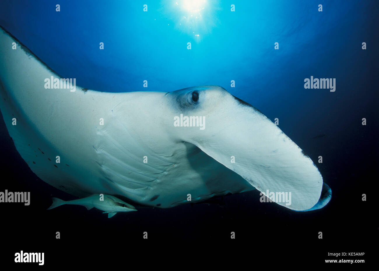 Raie manta géante océanique (Manta birostris), vue faciale en gros plan. Banque D'Images