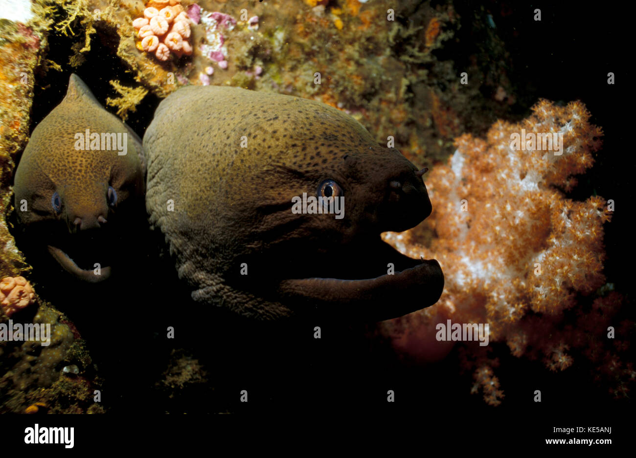 Paire de Moray géantes, atoll d'Ari Sud, Maldives. Banque D'Images