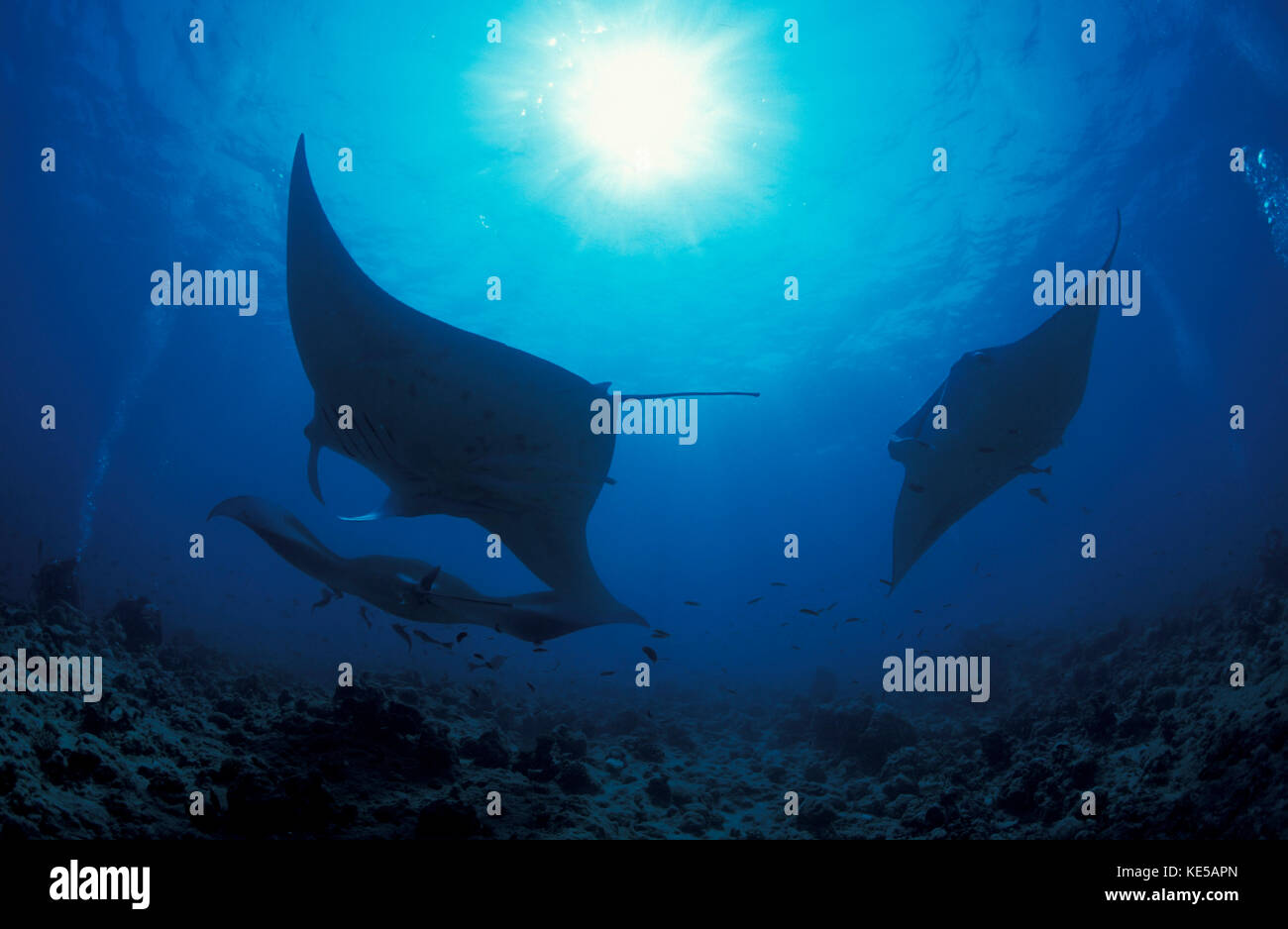 Trois raies manta océaniques géantes dans l'atoll d'Ari Sud, Maldives Banque D'Images