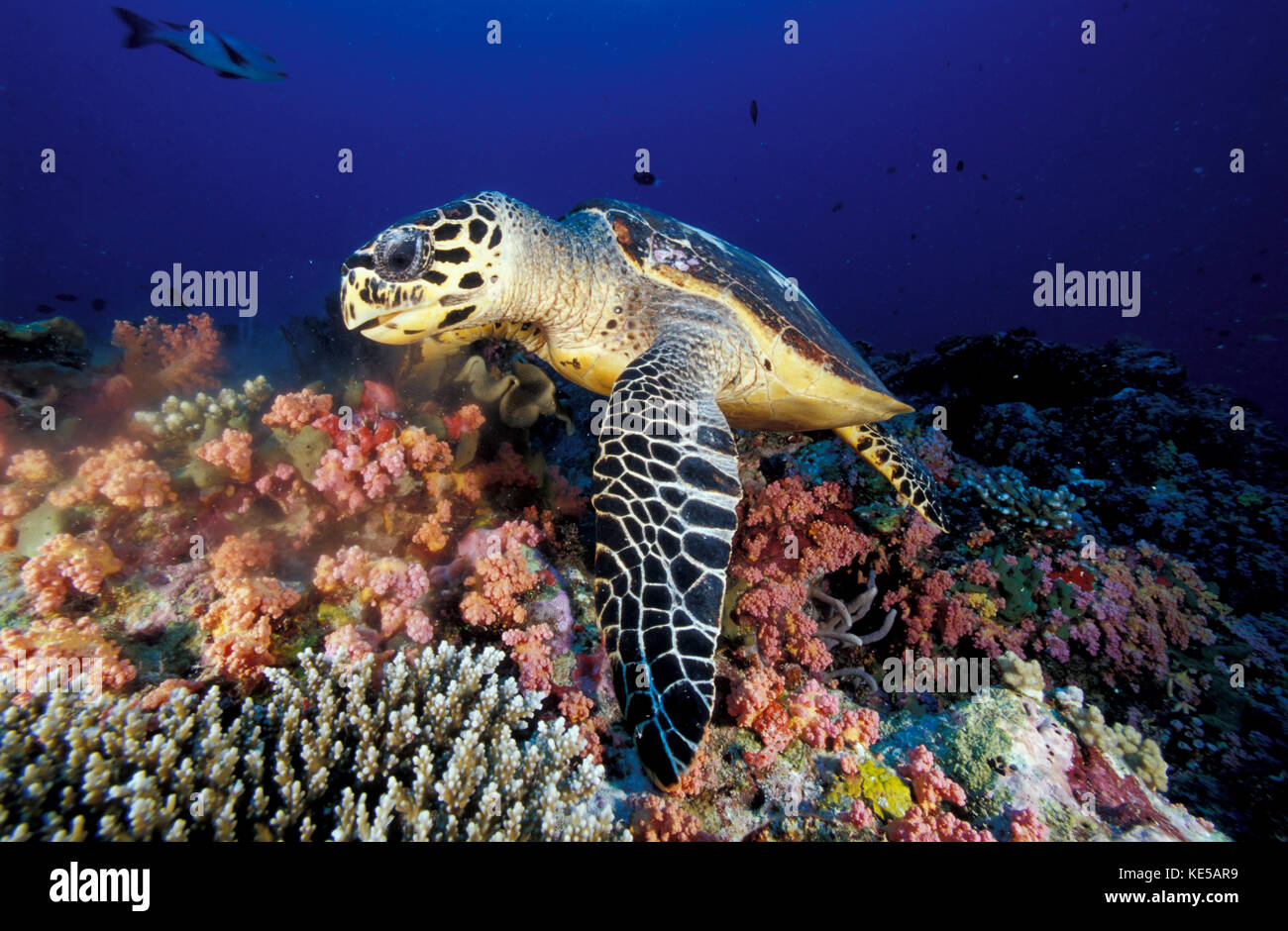 Tortue de mer Hawksbill se nourrissant de corail mou, Maldives. Banque D'Images