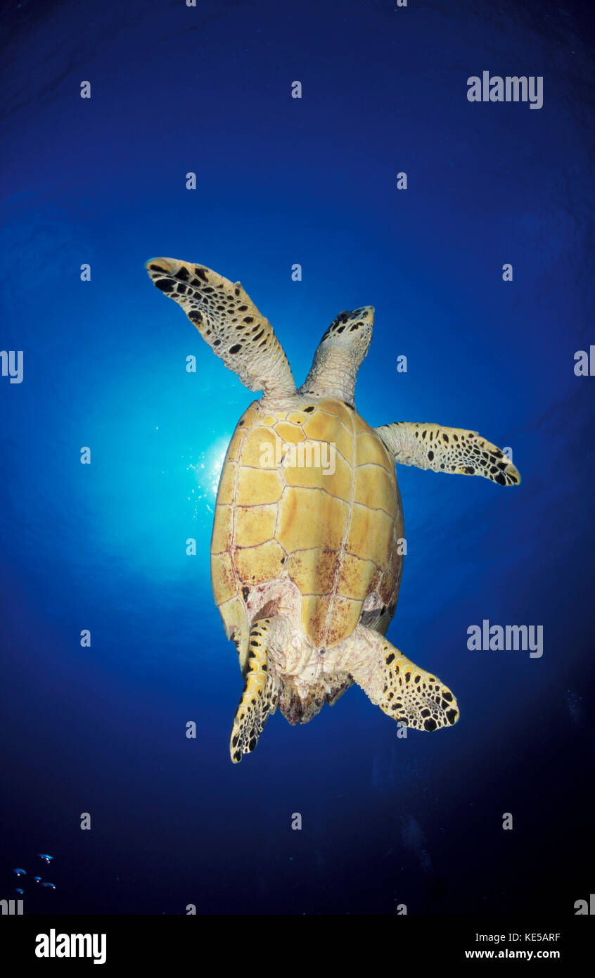 Vue de dessous d'une tortue de mer Hawksbill contre le soleil, Maldives. Banque D'Images