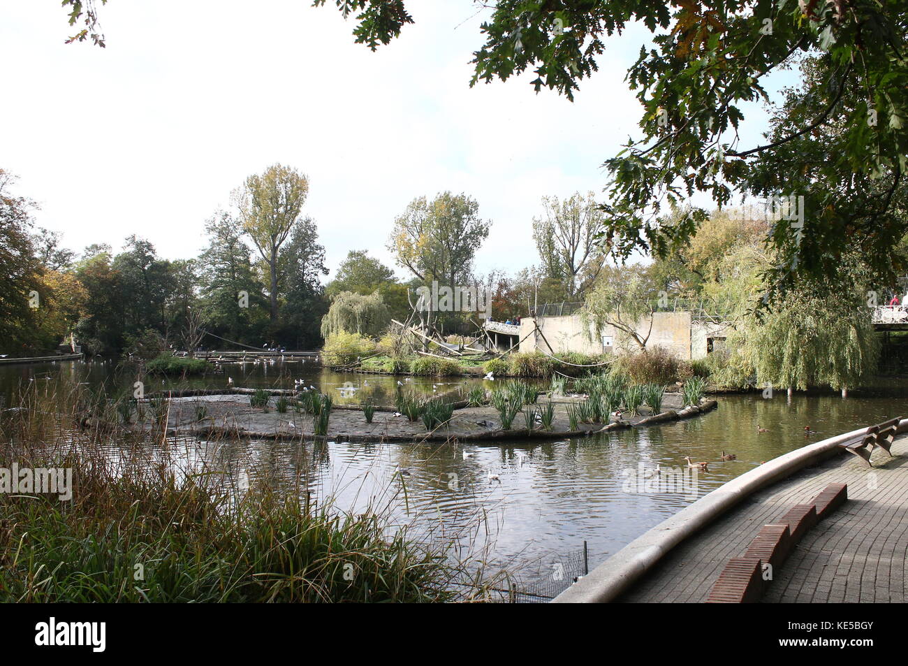 Étang Central avec la sauvagine et à l'île des lémuriens au Zoo de Blijdorp de Rotterdam, aux Pays-Bas. Banque D'Images