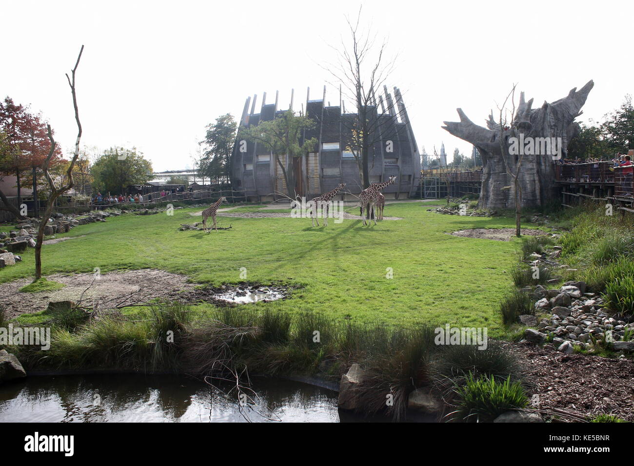 Zone de savane africaine au Zoo de Blijdorp de Rotterdam, aux Pays-Bas. avec le bâtiment où sont logés les girafes réticulés. Banque D'Images