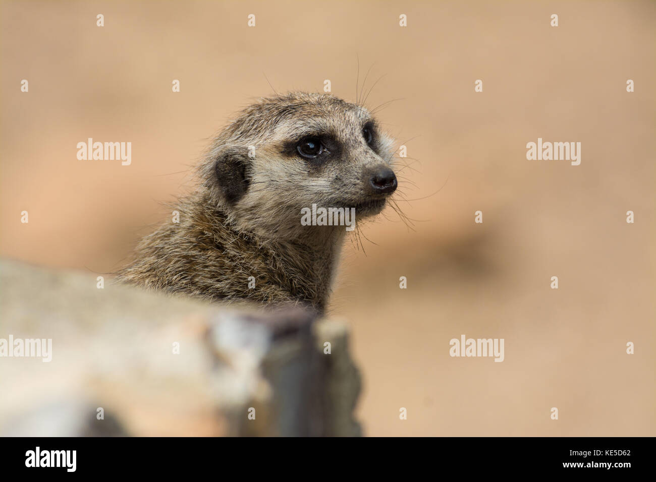 Head shot d'une tige mince-tailed meerkat (Suricata suricatta). Banque D'Images