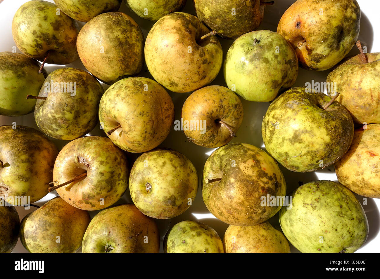 Pommes atteintes de tache de suie champignon. USA. Banque D'Images