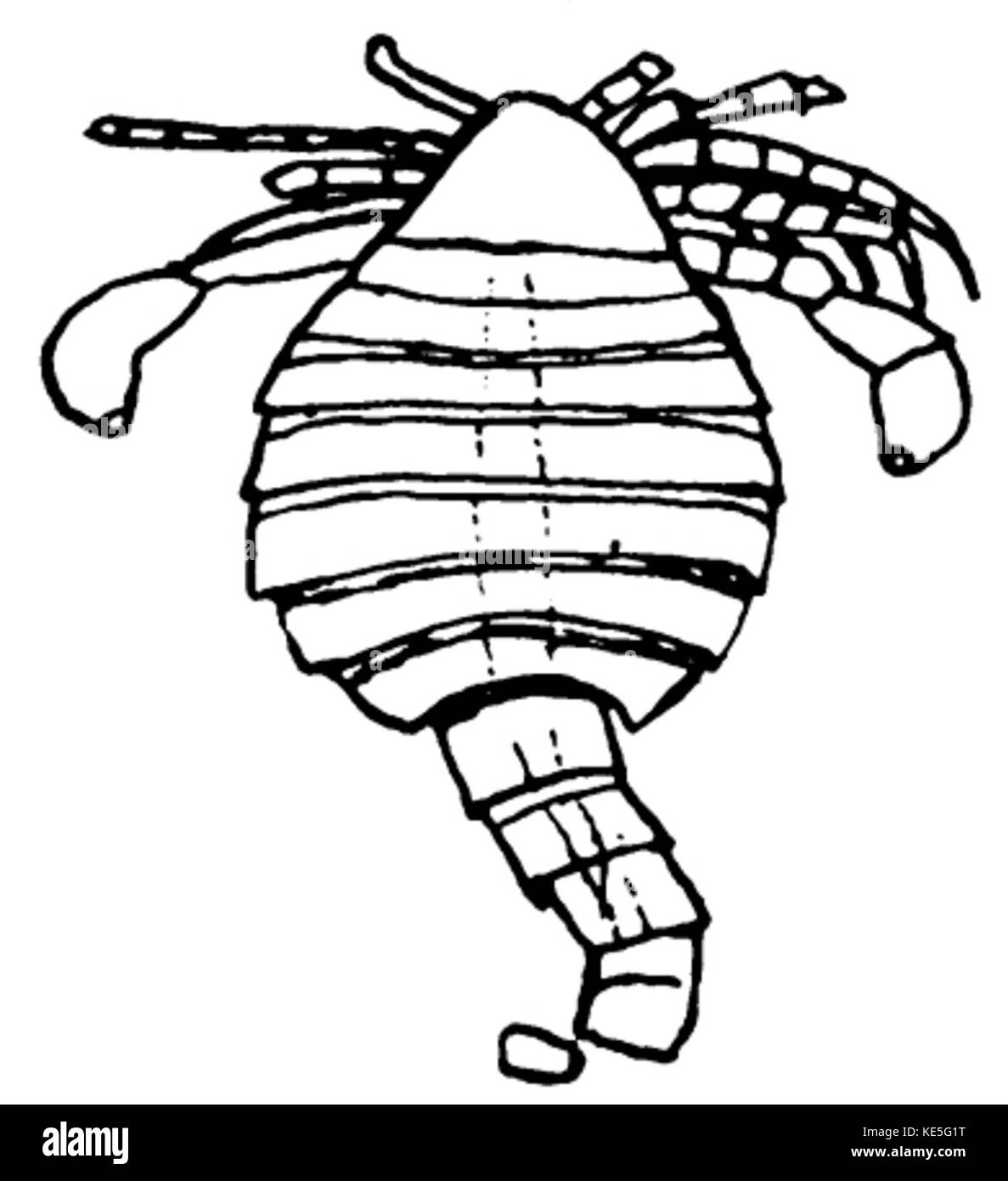 La figure 24 illustre l'habitat d'Eurypterida, un ordre éteint d'arthropodes aquatiques. Ces créatures préhistoriques vivaient dans des environnements marins et d'eau douce peu profonds pendant l'ère paléozoïque. Banque D'Images