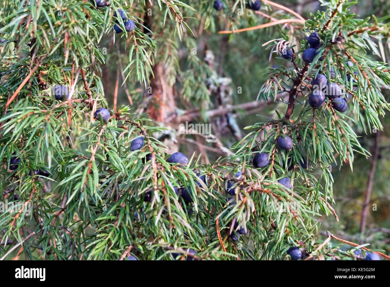 Juniperus communis, le genévrier commun Banque D'Images