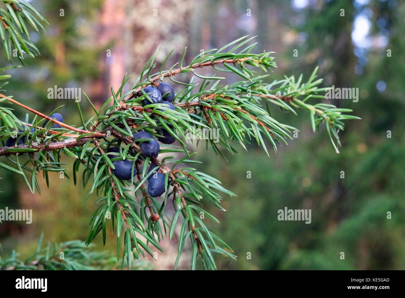 Juniperus communis, le genévrier commun Banque D'Images